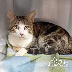Shelter Stray Male Cat last seen TOSCANY/MONTELEGRO, 6443 Oak Canyon, Irvine, CA 92618, USA