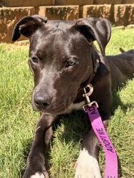 Shelter Stray Female Dog last seen CHARLOTTE, 8315 Byrum Dr, Charlotte, NC 28217, USA