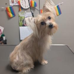 Shelter Stray Female Dog last seen N WALLACE DR & CLARICE AVE, 655 N Mojave Rd, Las Vegas, NV 89101, USA