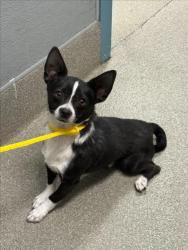Shelter Stray Male Dog last seen Near BLOCK CUBLINGTON CT, LAS VEGAS NV 89102, 655 N Mojave Rd, Las Vegas, NV 89101, USA