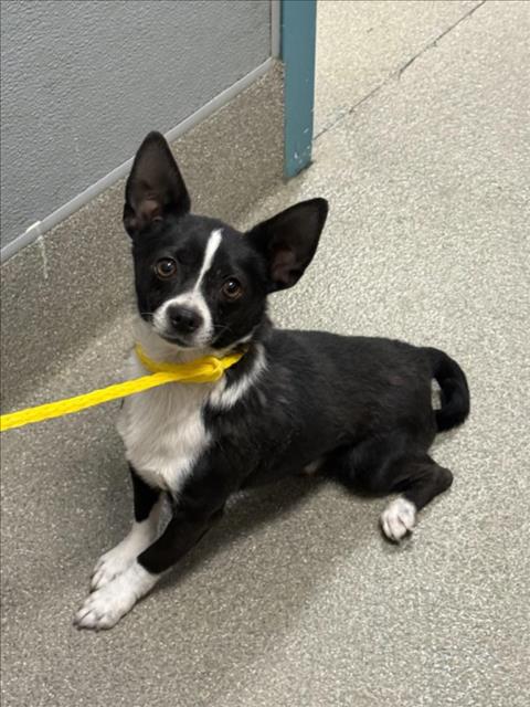Shelter Stray Male Dog last seen Near BLOCK CUBLINGTON CT, LAS VEGAS NV 89102, 655 N Mojave Rd, Las Vegas, NV 89101, USA