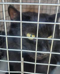 Shelter Stray Unknown Cat last seen Near BLOCK S MARYLAND PKWY, LAS VEGAS NV 89183, 655 N Mojave Rd, Las Vegas, NV 89101, USA