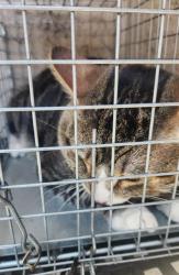 Shelter Stray Male Cat last seen Near BLOCK S MARYLAND PKWY, LAS VEGAS NV 89183, 655 N Mojave Rd, Las Vegas, NV 89101, USA