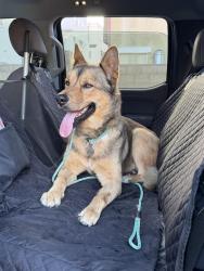 Found/Stray Male Dog last seen Major, Los Angeles, CA 91352