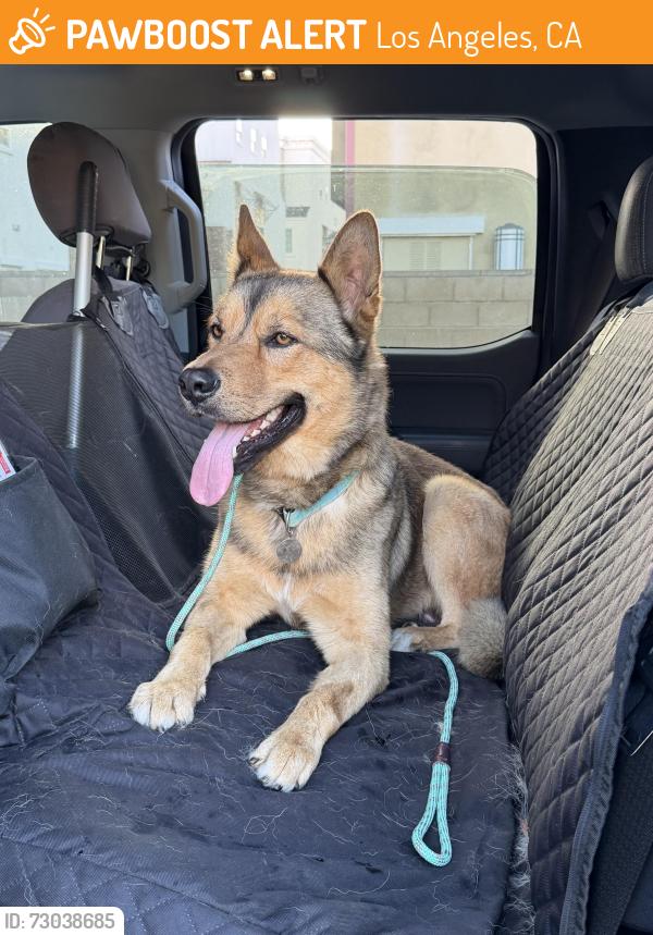 Found/Stray Male Dog last seen Major, Los Angeles, CA 91352