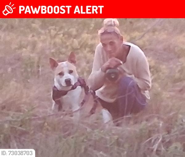 Lost Female Dog last seen Satellite Hotel, Colorado Springs, CO 80903