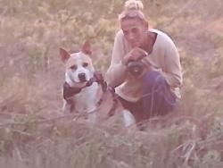Lost Female Dog last seen Satellite Hotel, Colorado Springs, CO 80903