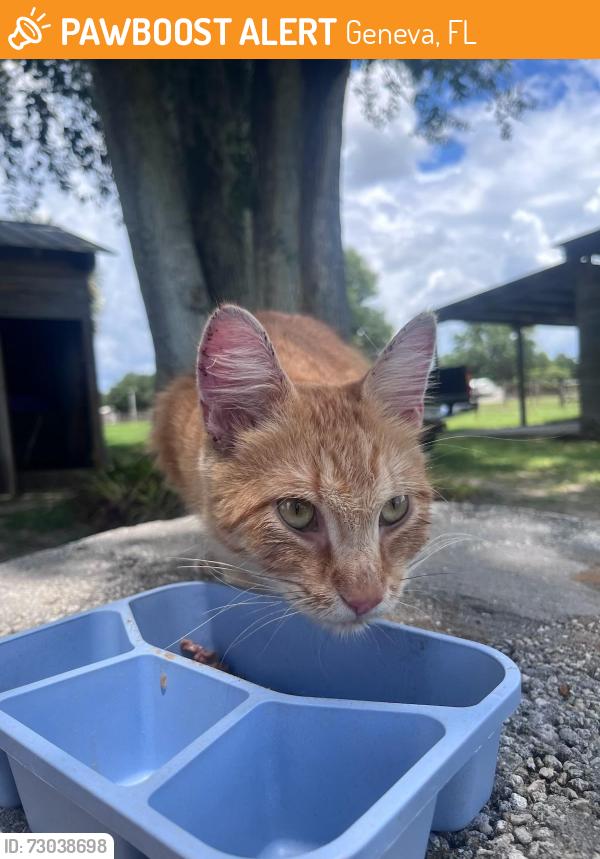Found/Stray Unknown Cat last seen N hart, Geneva, FL 32732