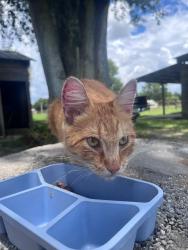 Found/Stray Unknown Cat last seen N hart, Geneva, FL 32732