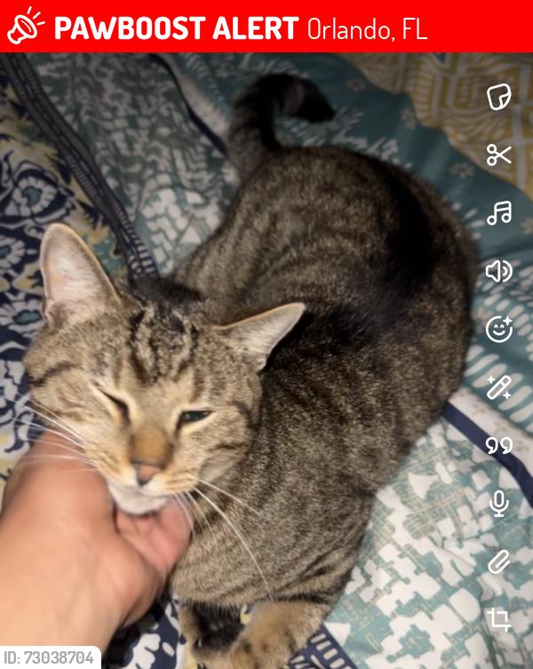 Lost Male Cat last seen Waterford chase area , Orlando, FL 32828