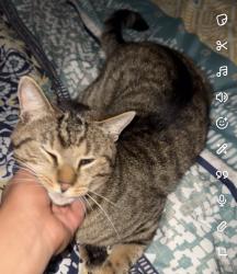 Lost Male Cat last seen Waterford chase area , Orlando, FL 32828