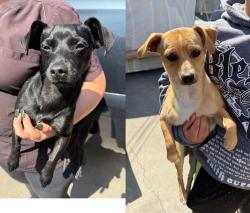 Found/Stray Male Dog last seen W 118th St and Hawthorne Blvd, Hawthorne, CA 90250