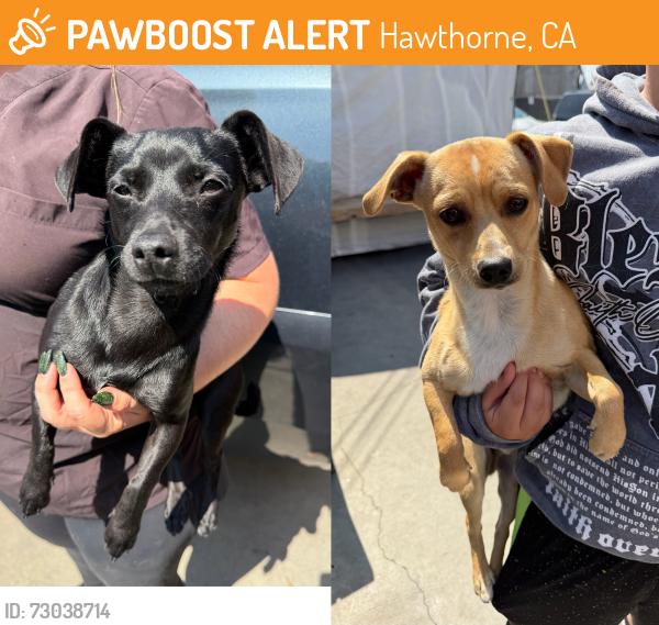 Found/Stray Male Dog last seen W 118th St and Hawthorne Blvd, Hawthorne, CA 90250