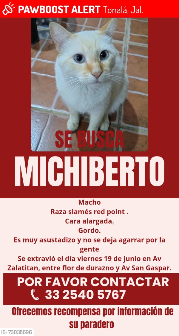 Lost Male Cat last seen Av Zalatitan entre flor de durazno y Av San Gaspar Tonalá Jalisco, Tonalá, Jal. 45407