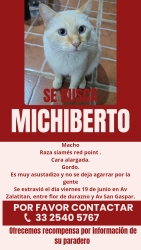 Lost Male Cat last seen Av Zalatitan entre flor de durazno y Av San Gaspar Tonalá Jalisco, Tonalá, Jal. 45407