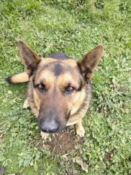 Reunited Male Dog last seen Harris trail , Fallbrook, CA 92028