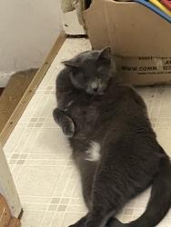 Lost Male Cat last seen Our house, Columbus, OH 43221