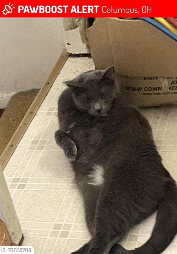 Lost Male Cat last seen Our house, Columbus, OH 43221