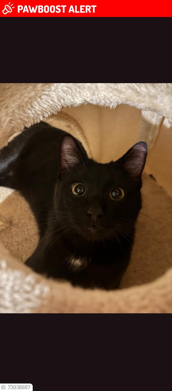 Lost Male Cat last seen Peelers Way, Staffordshire, England B77