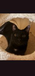 Lost Male Cat last seen Peelers Way, Staffordshire, England B77