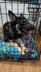Found/Stray Female Dog last seen Middletown Road, Hempfield Township, PA 15672