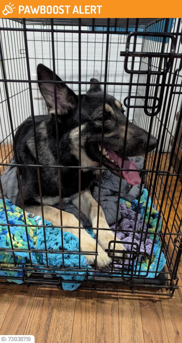 Found/Stray Female Dog last seen Middletown Road, Hempfield Township, PA 15672