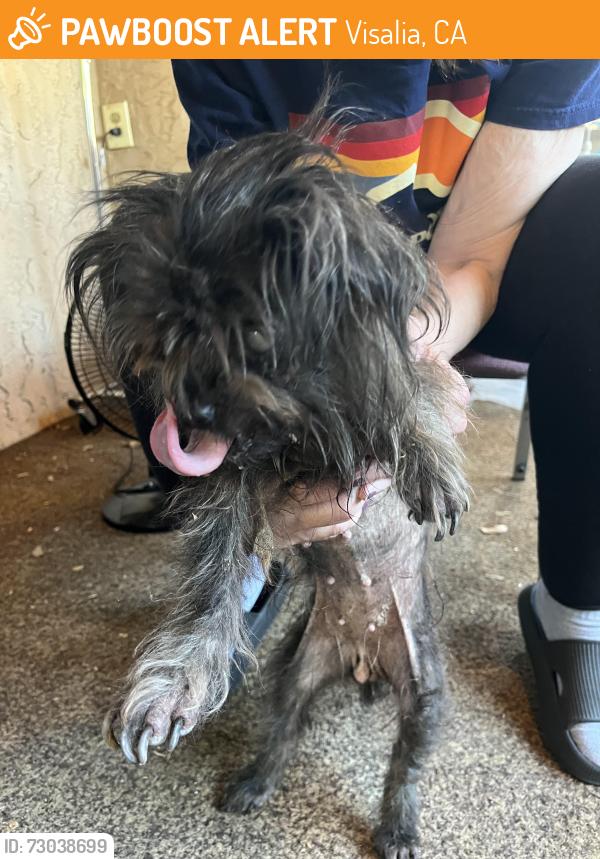 Found/Stray Female Dog last seen Ferguson and Cain Visalia, Visalia, CA 93292