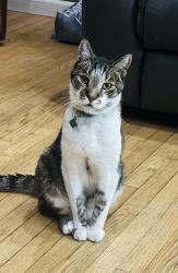 Lost Female Cat last seen Jade Street between Rhonda & Boca, Los Angeles, CA 90032