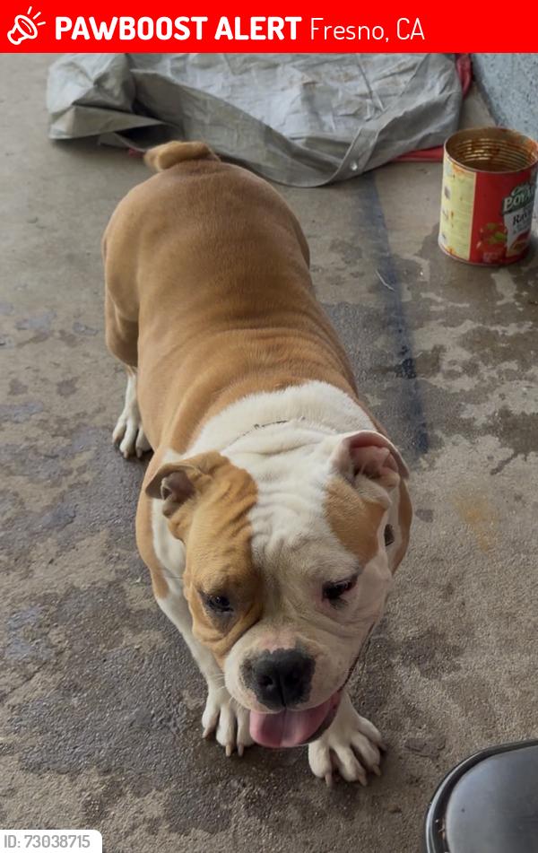 Lost Female Dog last seen Near w Beechwood Ave, Fresno, CA 93650