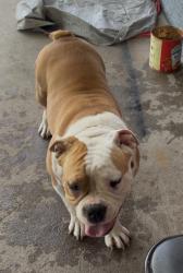 Lost Female Dog last seen Near w Beechwood Ave, Fresno, CA 93650