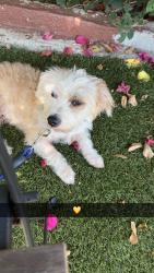Lost Male Dog last seen Near stree, Los Angeles, CA 90033