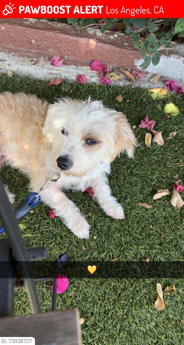 Lost Male Dog last seen Near stree, Los Angeles, CA 90033