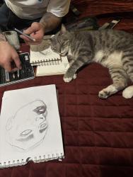 Lost Male Cat last seen Mollison and avacado, El Cajon, CA 92020