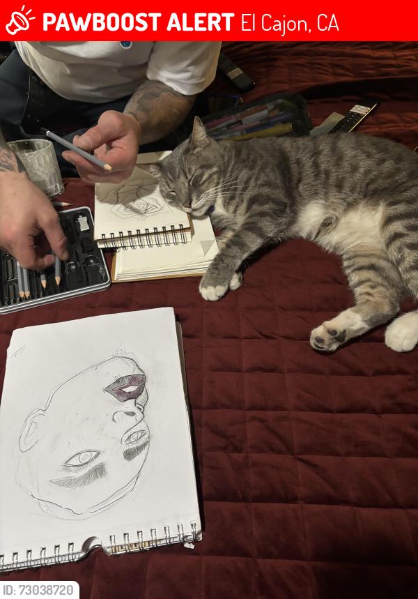 Lost Male Cat last seen Mollison and avacado, El Cajon, CA 92020