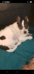 Lost Male Dog last seen Miller ave. Eastover . Garrison Ave , Fort Worth, TX 76119