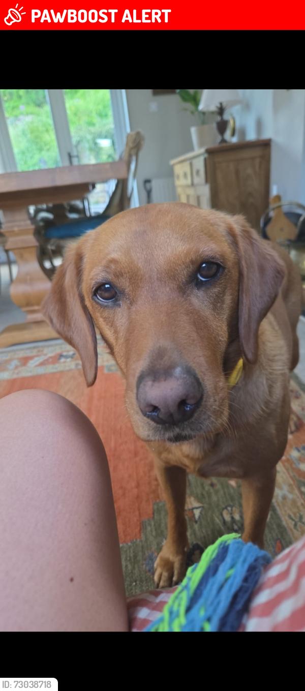 Lost Female Dog last seen Boots, Batheaston, Batheaston, England 