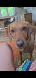 Lost Female Dog last seen Boots, Batheaston, Batheaston, England 