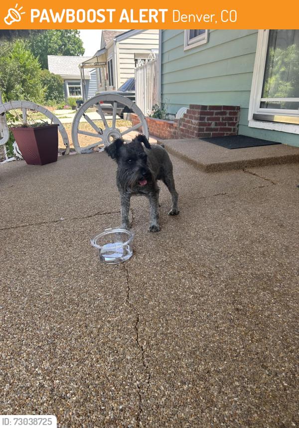 Found/Stray Male Dog last seen S Vrain St and W Cedar Ave, Denver, CO 80219
