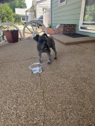 Found/Stray Male Dog last seen S Vrain St and W Cedar Ave, Denver, CO 80219