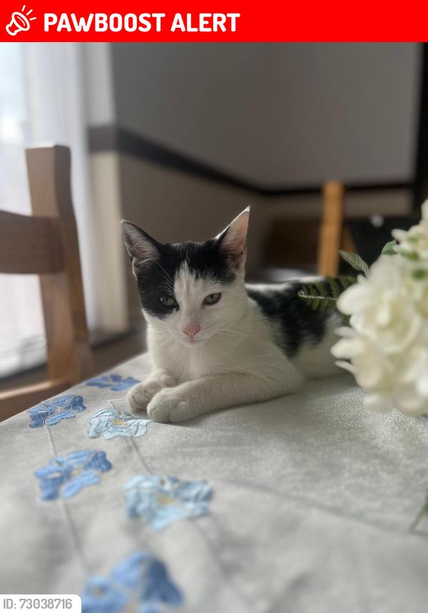 Lost Male Cat last seen Melrose street, Kingston upon Hull, England HU3 6EY