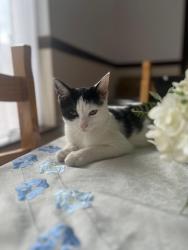 Lost Male Cat last seen Melrose street, Kingston upon Hull, England HU3 6EY