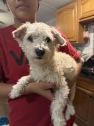 Found/Stray Male Dog last seen near 280 South Cobb Drive, Marietta, GA 30060