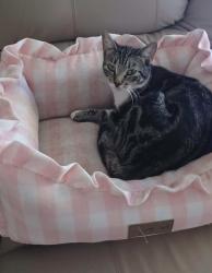 Reunited Female Cat last seen Near and Addick Clodine, Houston, TX 77082