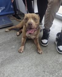 Shelter Stray Male Dog last seen , , TX, 355 Hillshire Dr, Haslet, TX 76052, USA