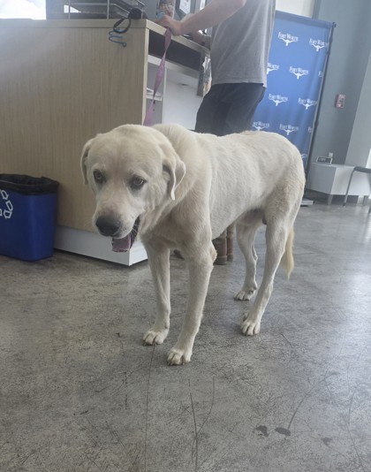 Shelter Stray Male Dog last seen Near N BEACH ST, North District, TX, 355 Hillshire Dr, Haslet, TX 76052, USA