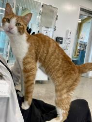 Shelter Stray Male Cat last seen Flowertree Drive, North District, TX, 355 Hillshire Dr, Haslet, TX 76052, USA