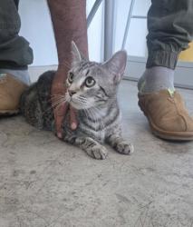 Shelter Stray Female Cat last seen , , TX, 355 Hillshire Dr, Haslet, TX 76052, USA