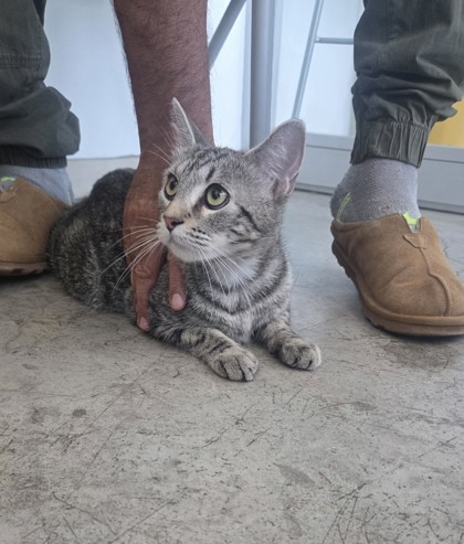 Shelter Stray Female Cat last seen , , TX, 355 Hillshire Dr, Haslet, TX 76052, USA