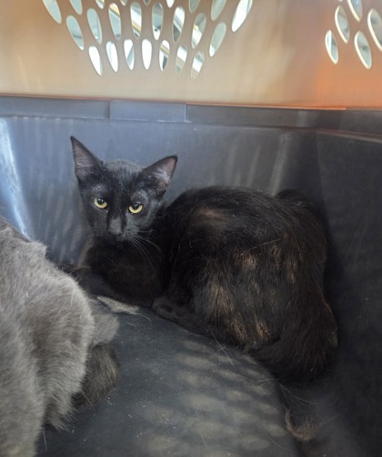 Shelter Stray Female Cat last seen , , TX, 355 Hillshire Dr, Haslet, TX 76052, USA