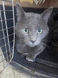 Shelter Stray Male Cat last seen , , TX, 355 Hillshire Dr, Haslet, TX 76052, USA